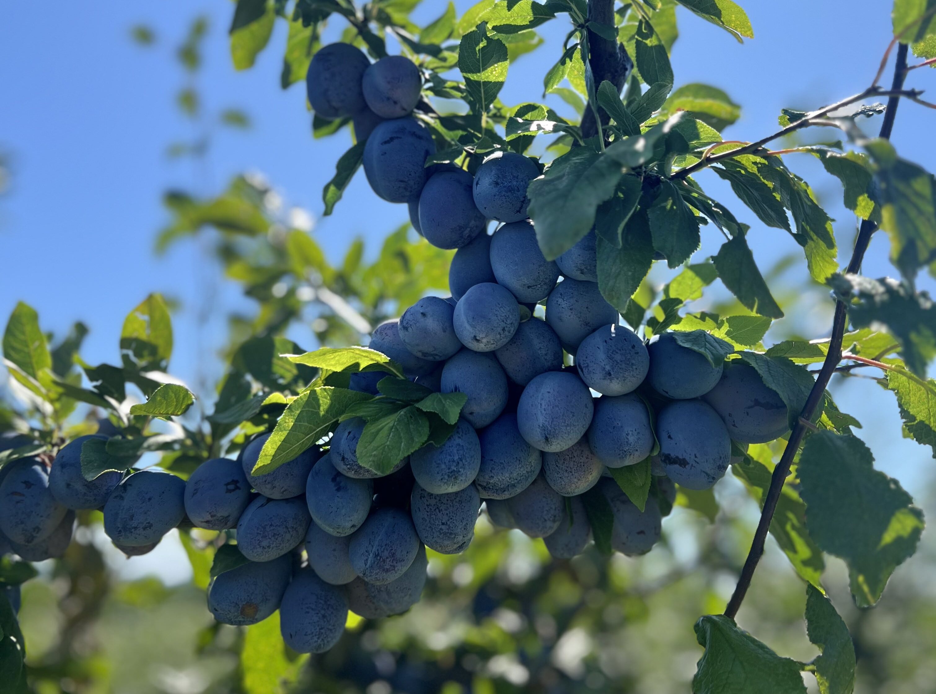 VINS šljive iz sopstvenih voćnjaka